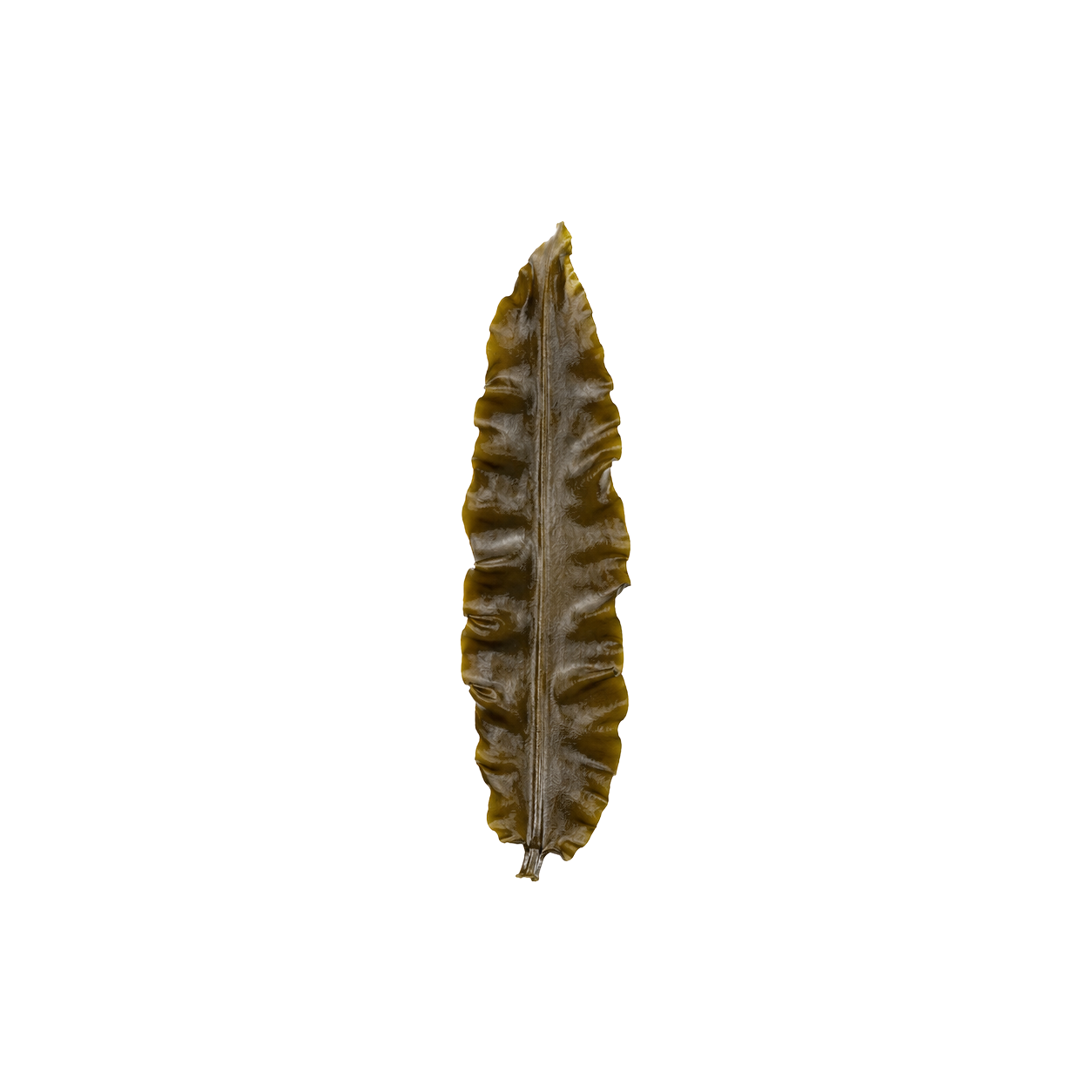 Gagome kombu seaweed from Hokkaido