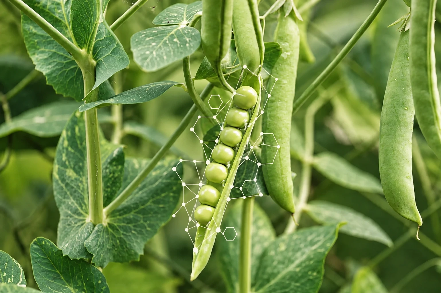 An open green pea pod with a fine white molecular-style graphic
