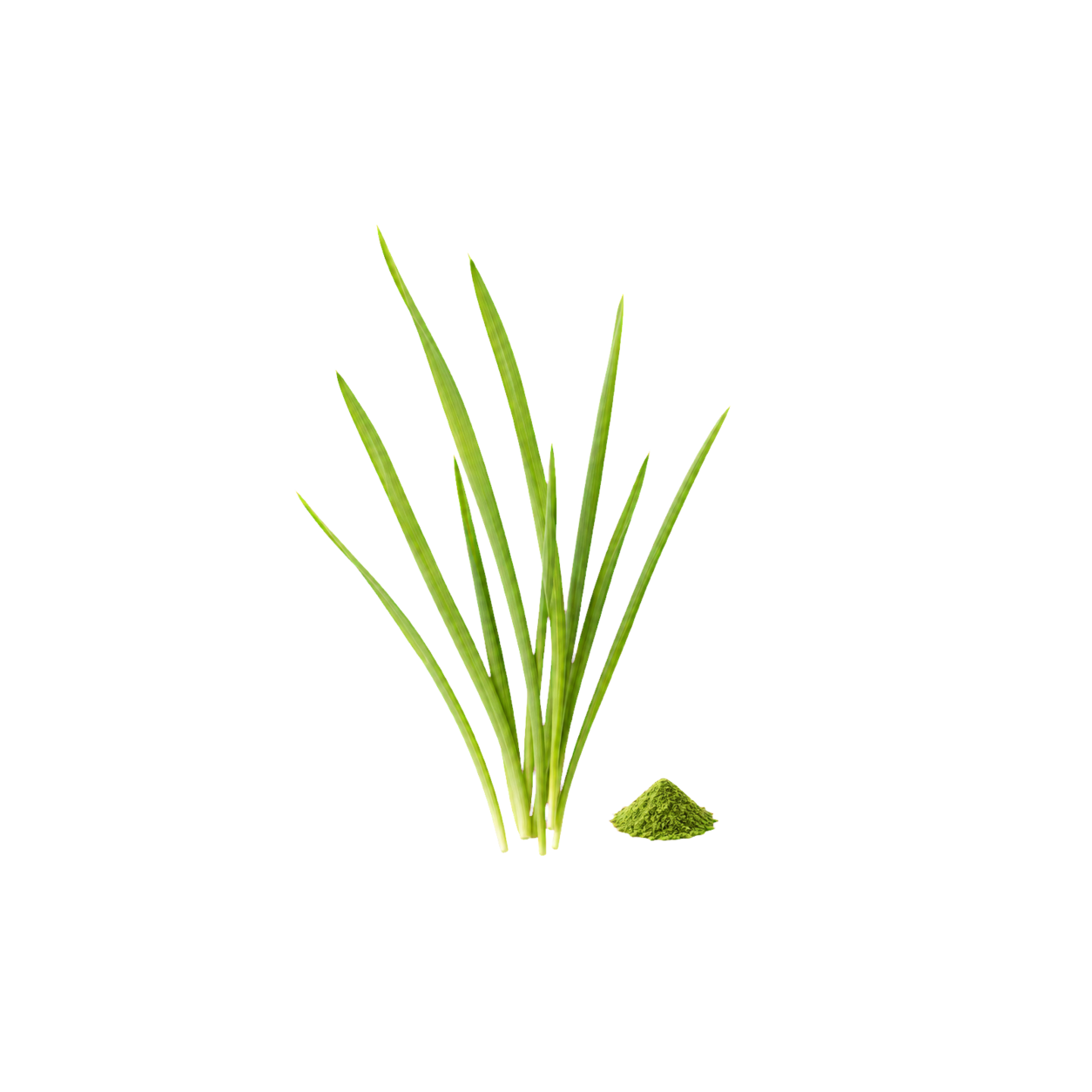 A restrained cluster of young barley grass with a small amount of green barley powder