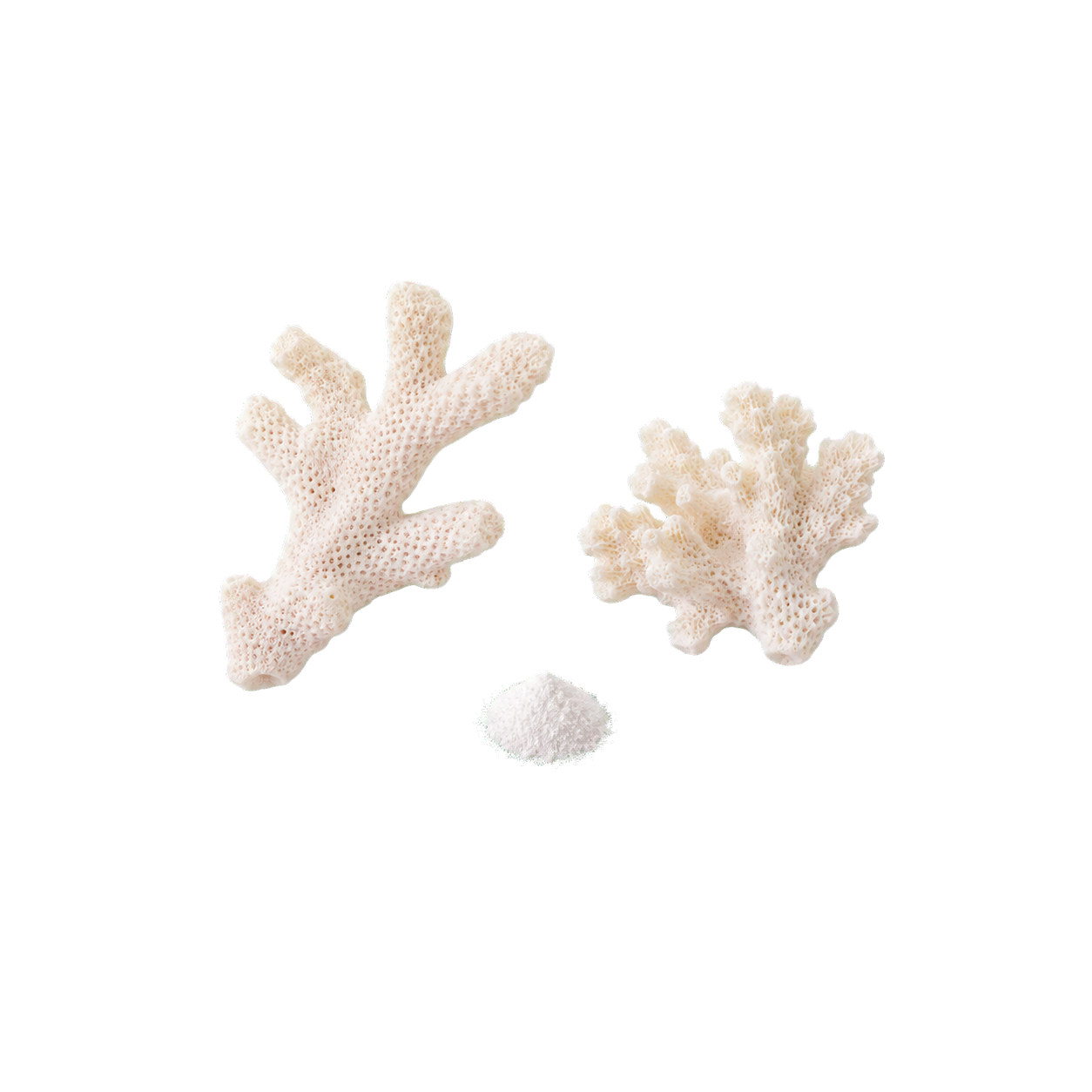 Two pale coral fragments with a small amount of fine calcium powder