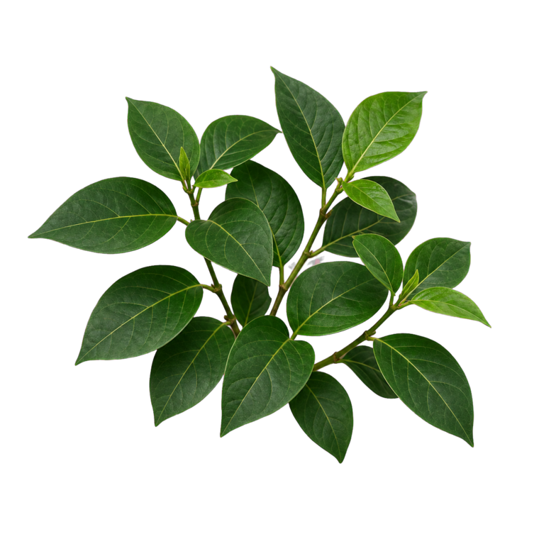 Realistic Gymnema sylvestre leaf cutout