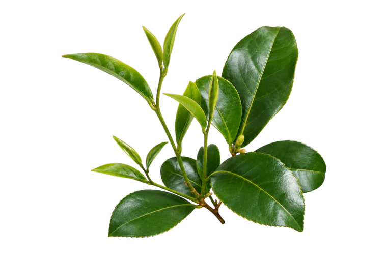 Realistic green tea and camellia leaf cutout representing the mixed fermented tea powder