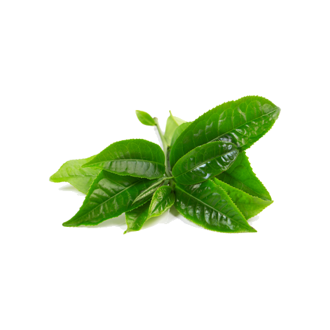 Fresh green tea leaves representing catechin EGCg