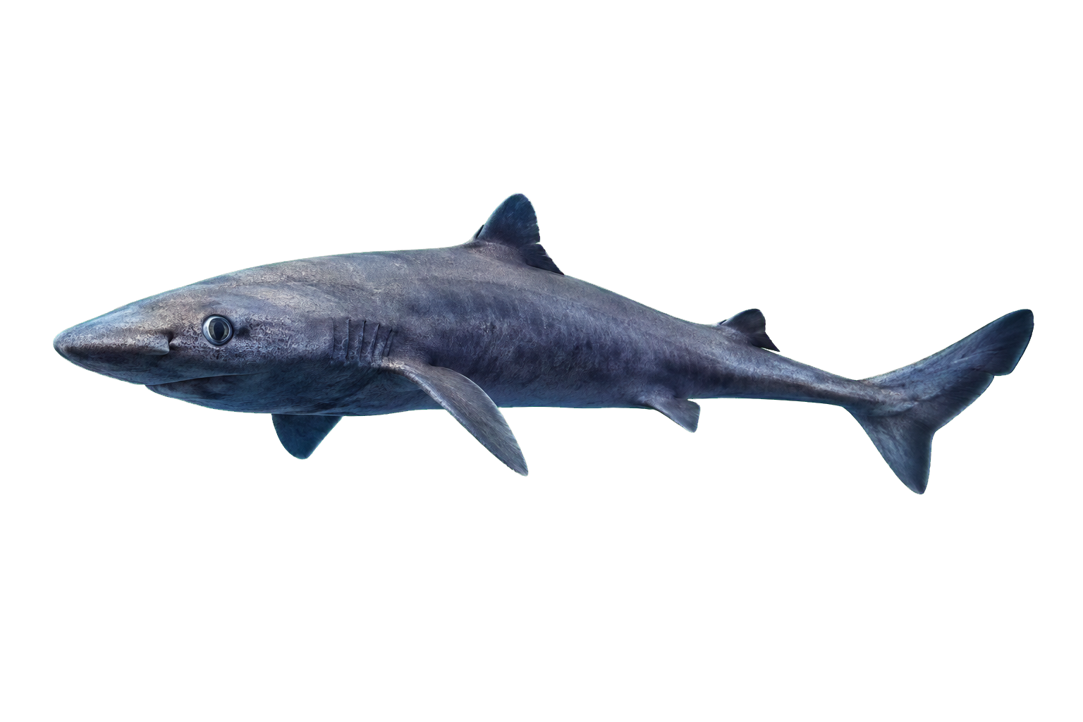 Photorealistic deep-sea shark representing the squalene-rich liver oil source